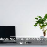 Houseplants Might Be Behind Your Sluggish Wi-Fi